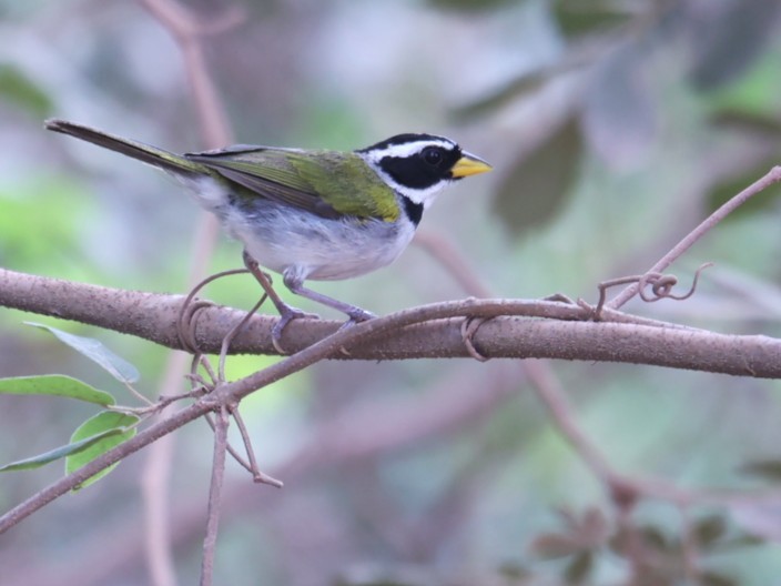 Sao Francisco Sparrow - ML630727570