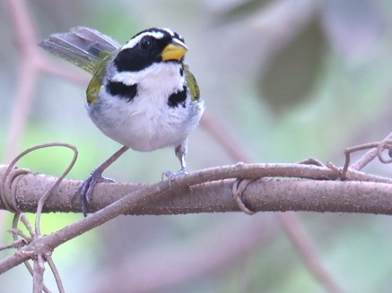 Sao Francisco Sparrow - ML630727571