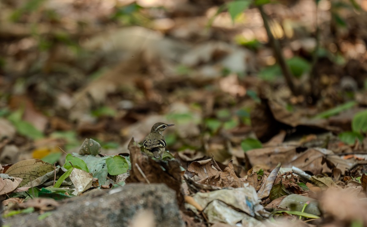 Forest Wagtail - ML630727863