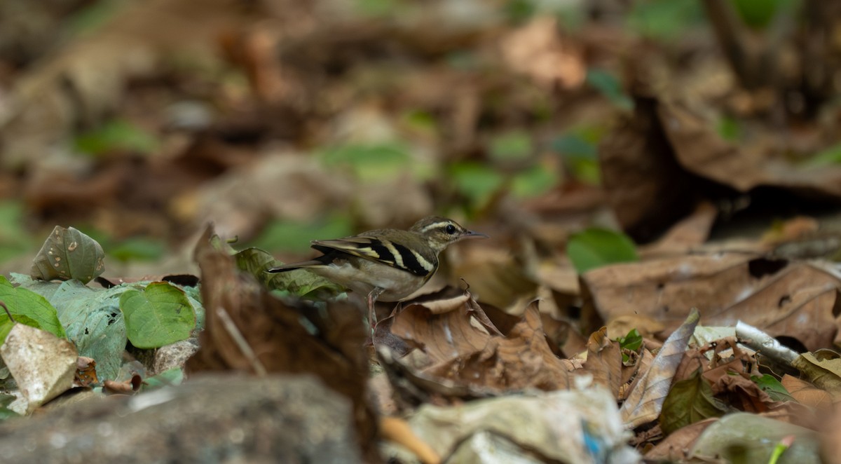 Forest Wagtail - ML630727864