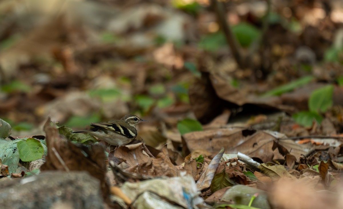 Forest Wagtail - ML630727865