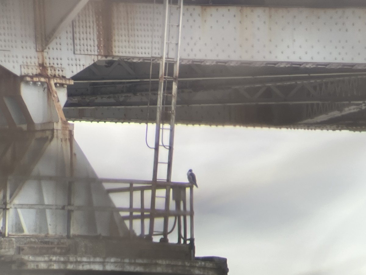 Peregrine Falcon - ML630727918