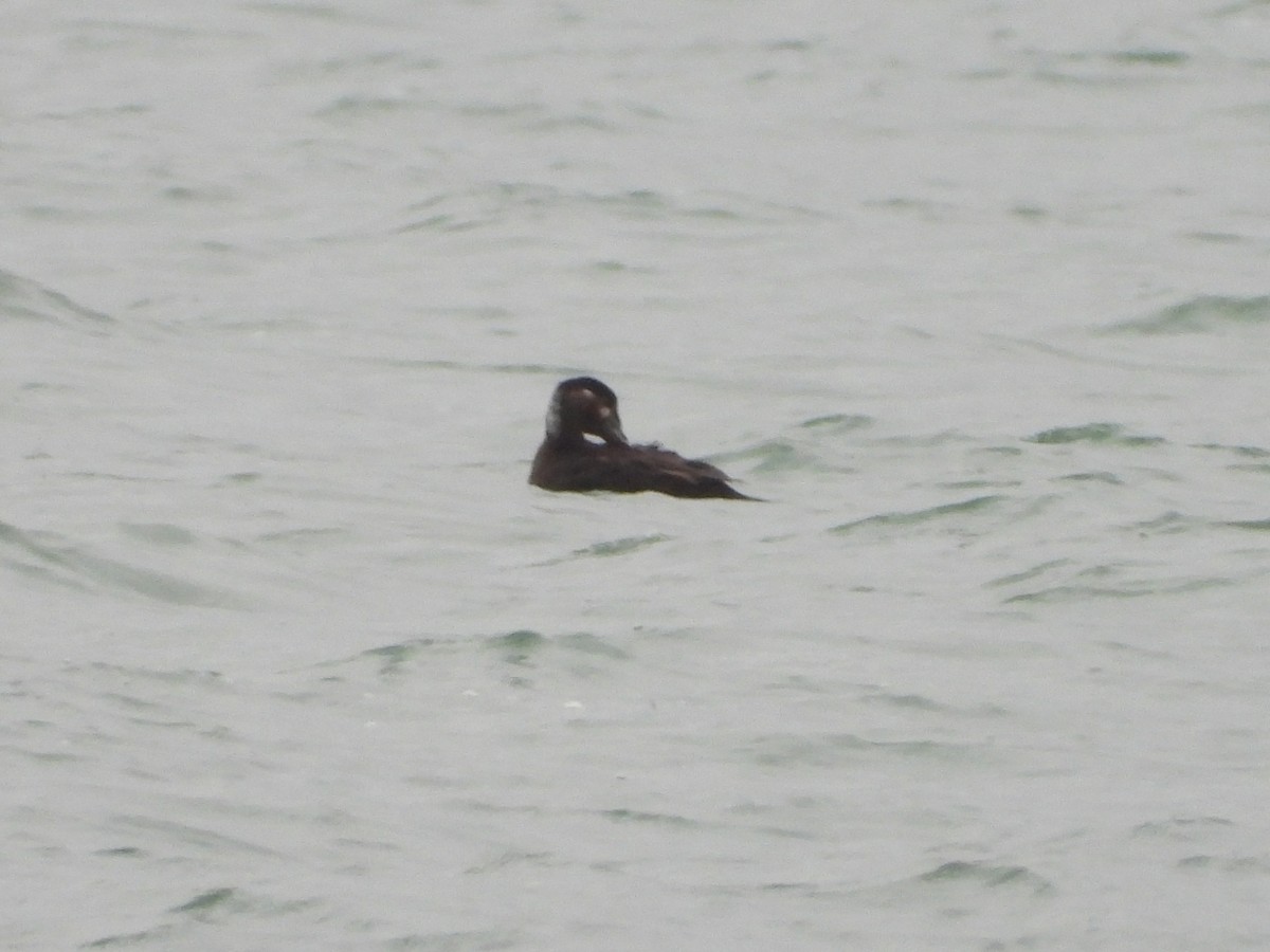 Surf Scoter - ML630728159