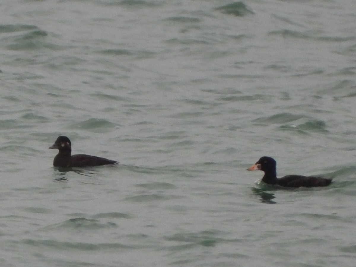 Surf Scoter - Ignasi (Nacho) Sanchez