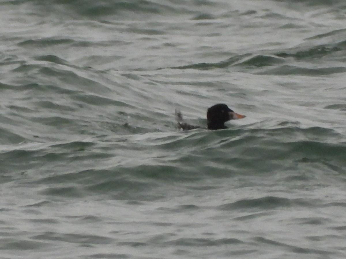 Surf Scoter - ML630728161