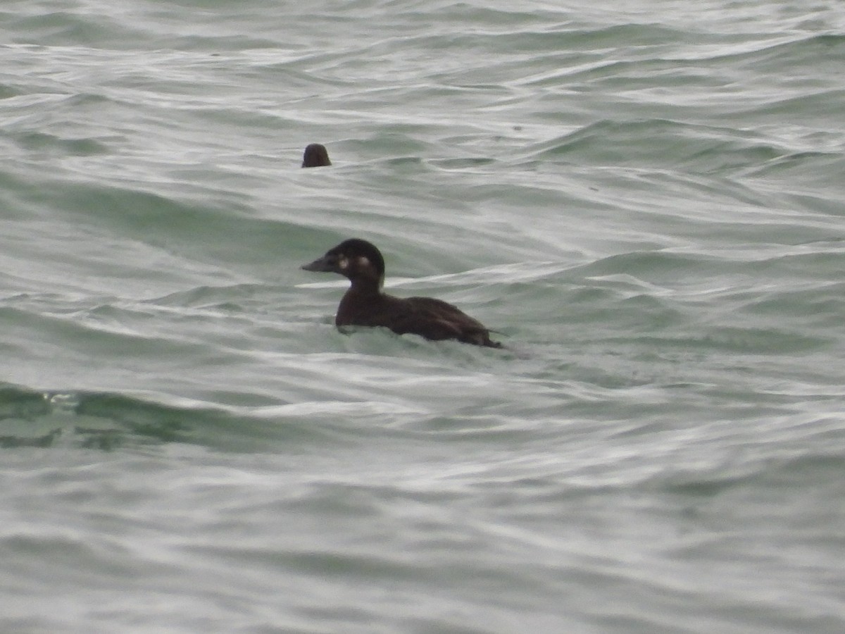 Surf Scoter - ML630728162