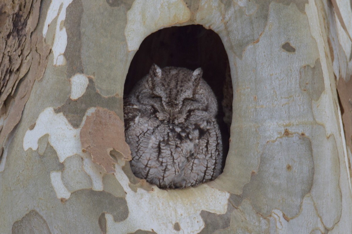 Eastern Screech-Owl - ML630728164
