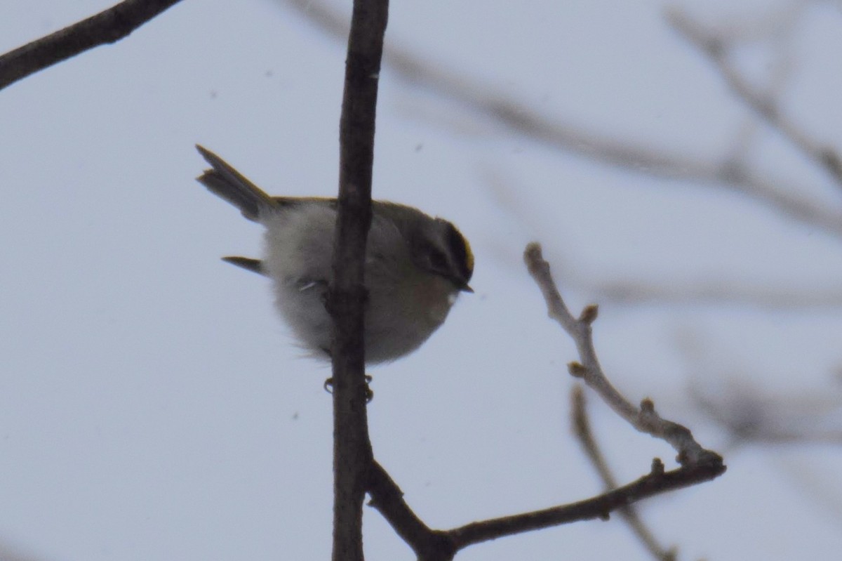 Golden-crowned Kinglet - ML630728170
