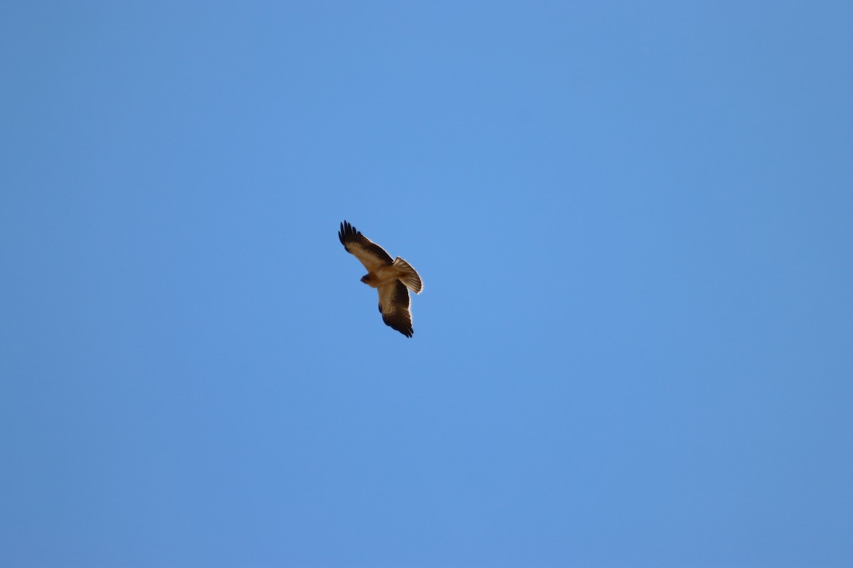 Booted Eagle - ML630728651