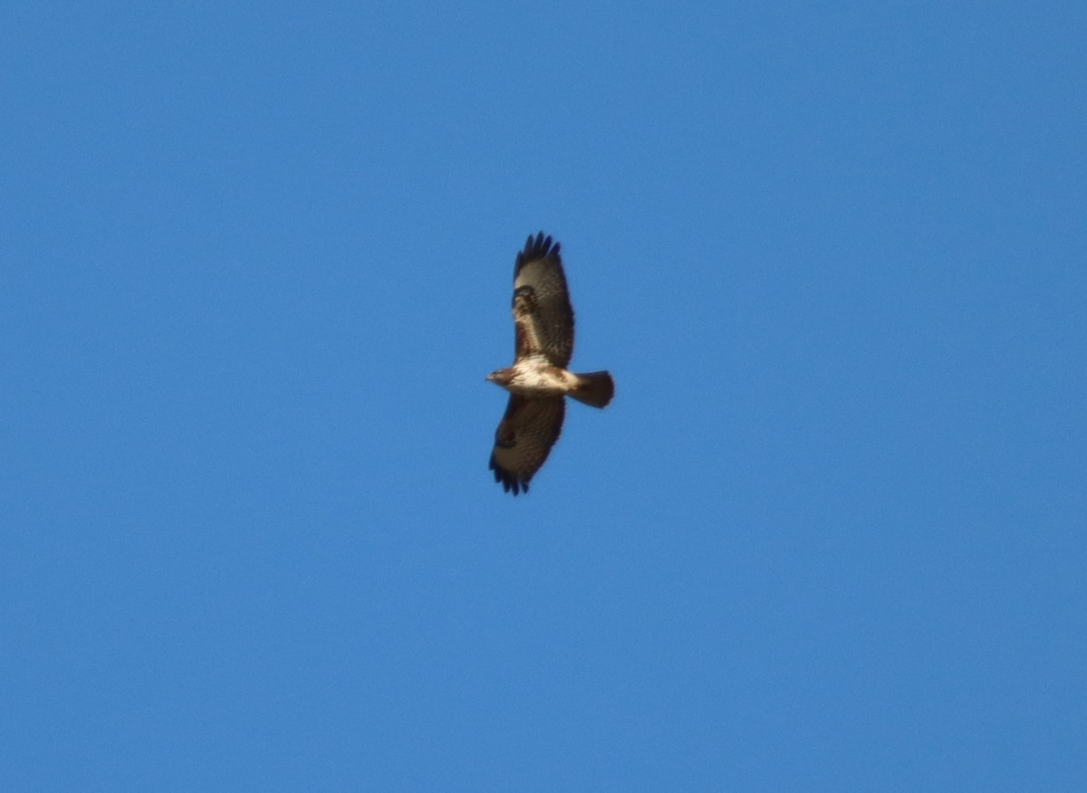 Common Buzzard - ML630728661