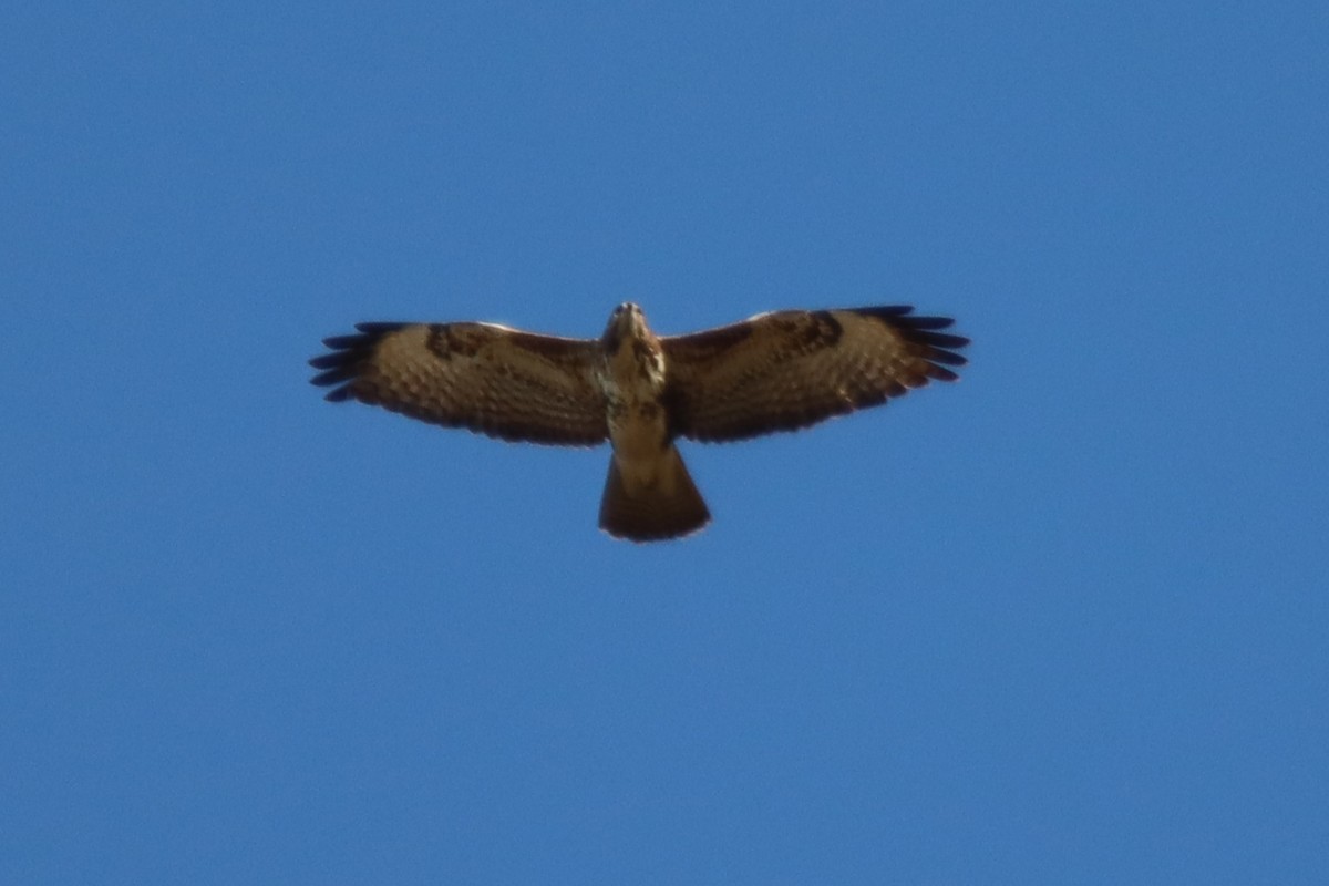 Common Buzzard - ML630728662