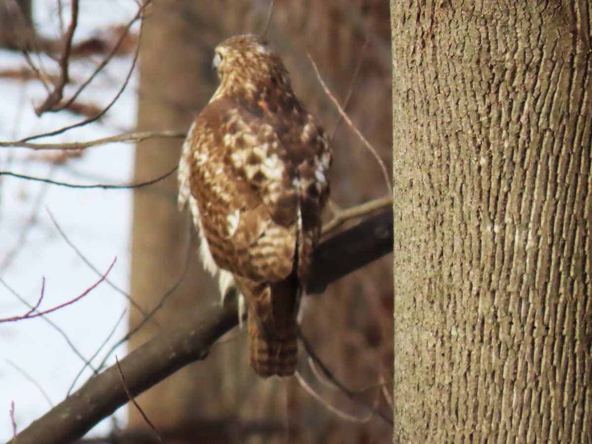 Red-tailed Hawk - ML630728752