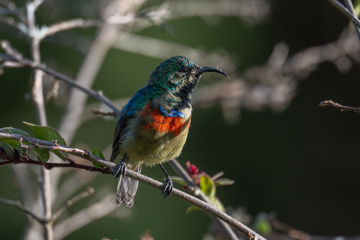Eastern Double-collared Sunbird - Alex and Julia 🦜