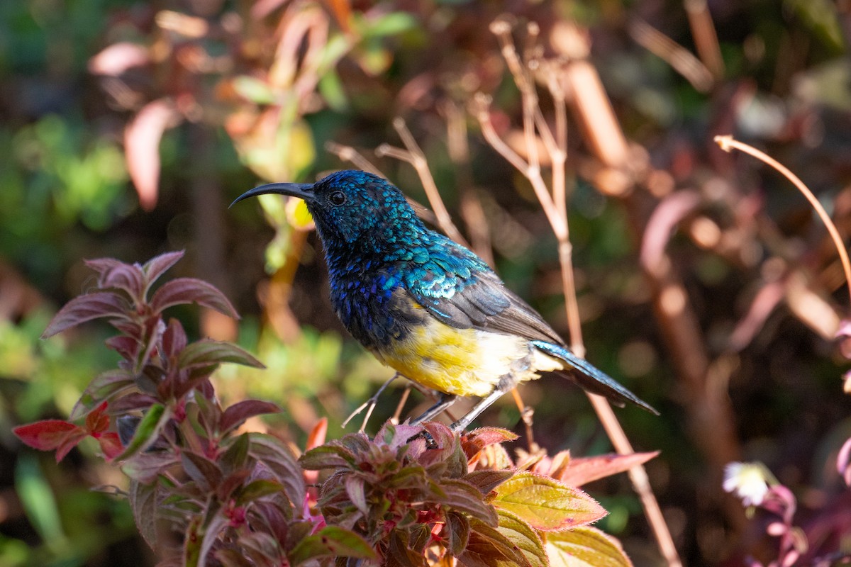 Variable Sunbird - Alex and Julia 🦜