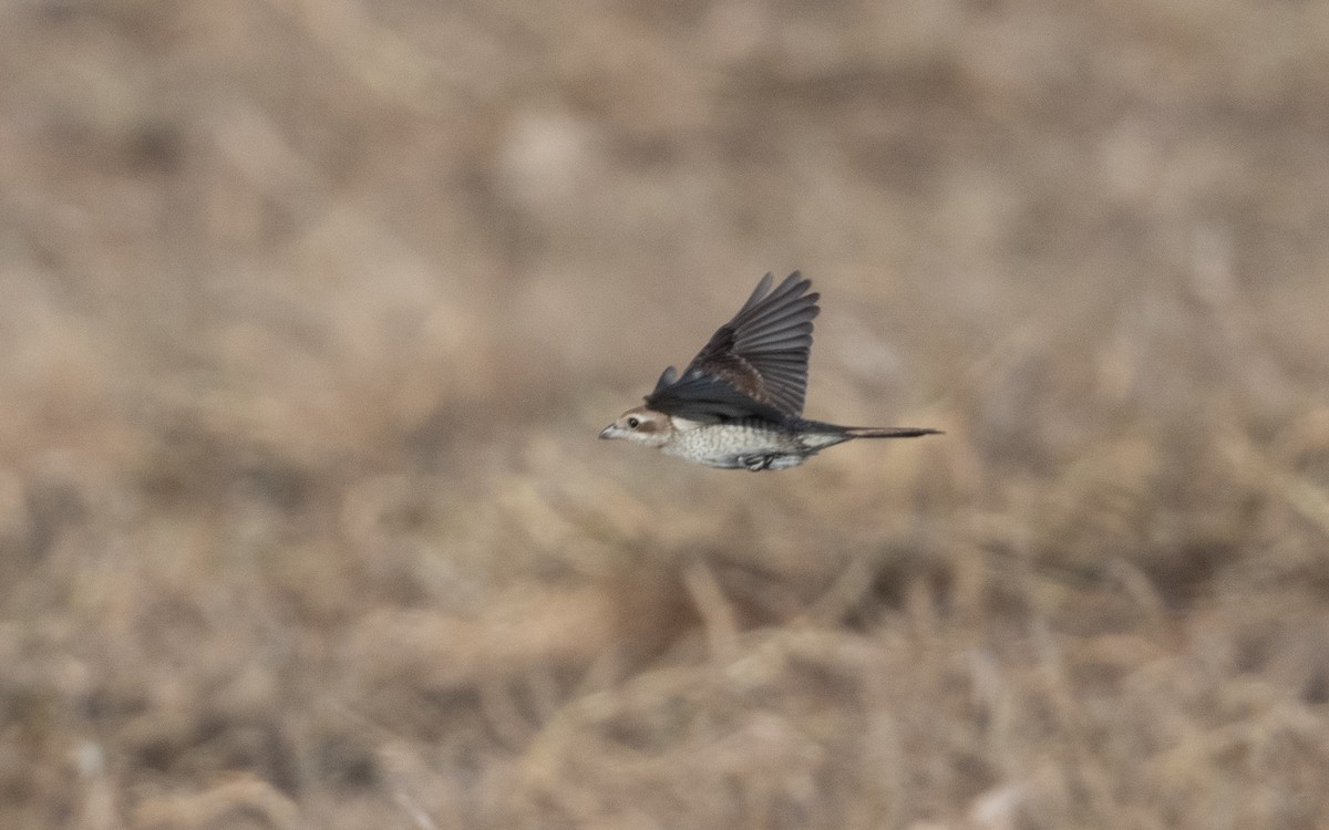 Brown Shrike - ML630728864
