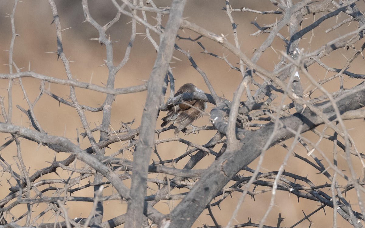 Brown Shrike - ML630728867
