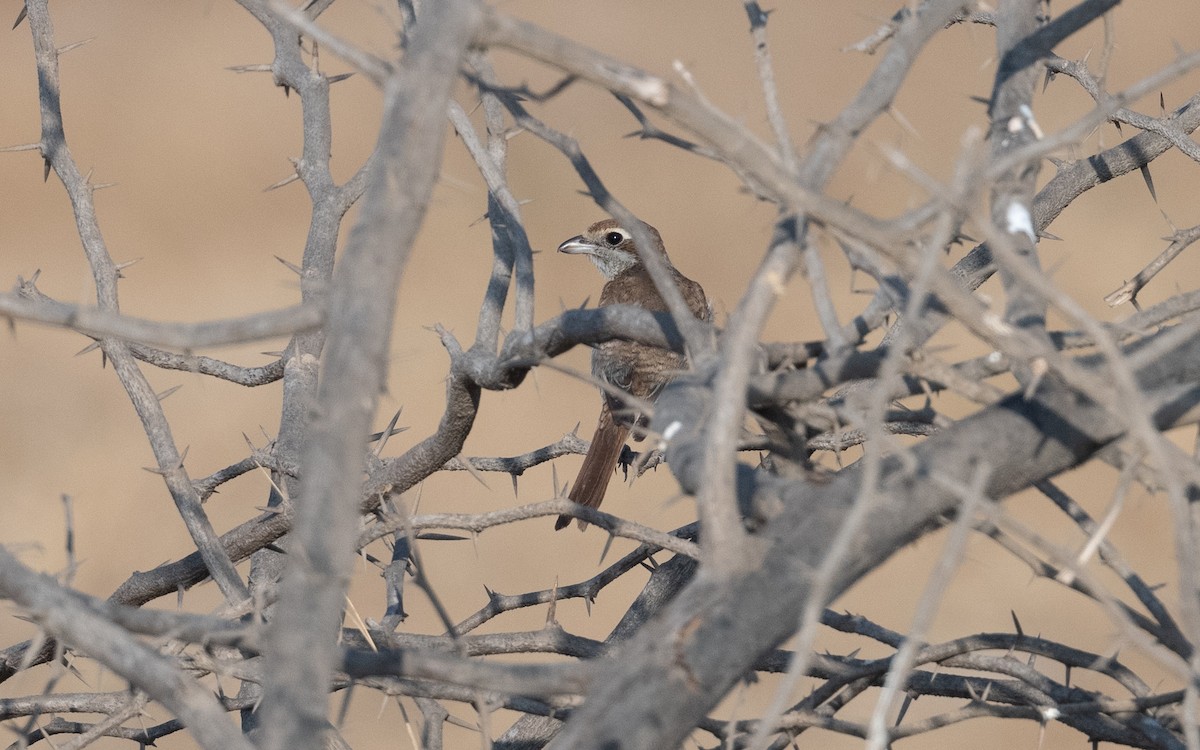 Brown Shrike - ML630728868