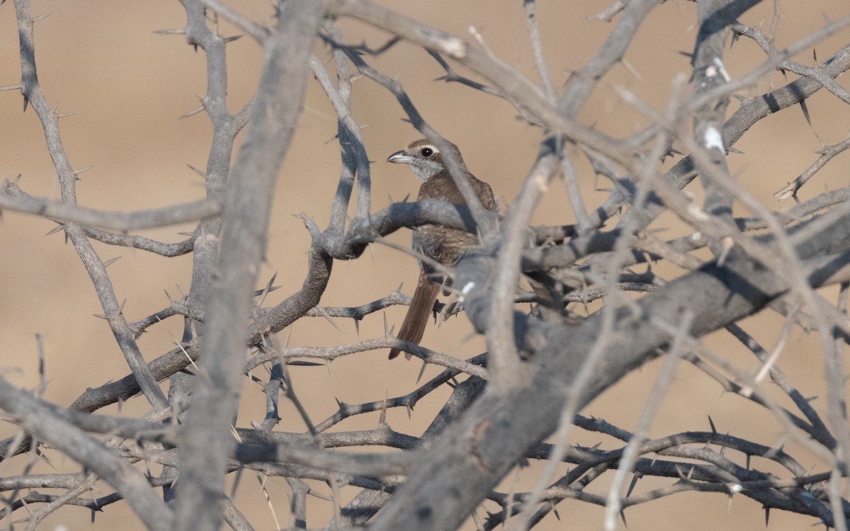 Brown Shrike - ML630728869