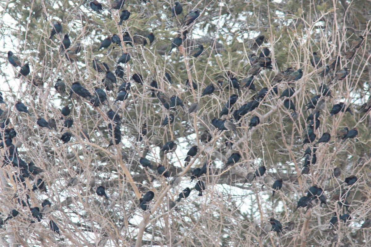 Brown-headed Cowbird - ML630729012