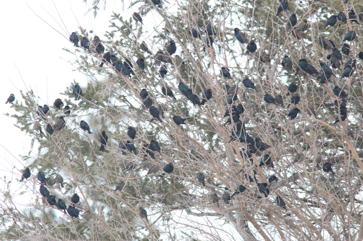 Brown-headed Cowbird - ML630729017