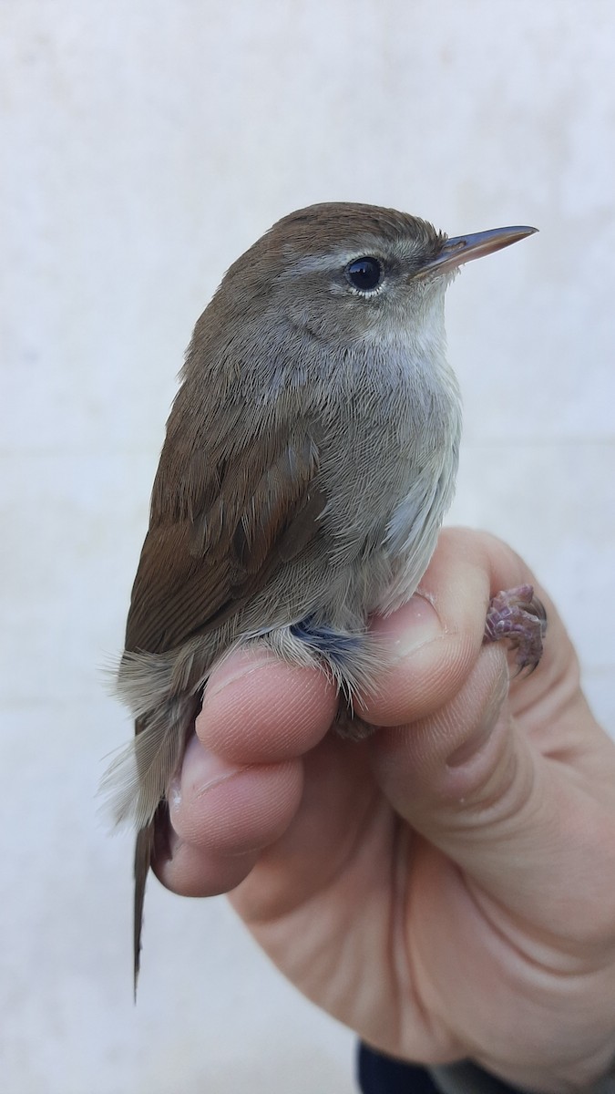Cetti's Warbler - ML630729055