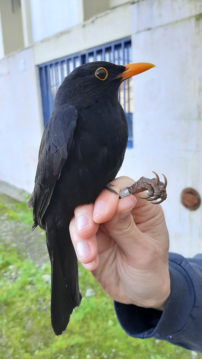 Eurasian Blackbird - ML630729086