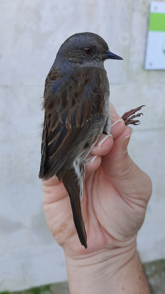 Dunnock - ML630729107