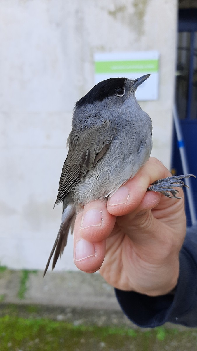 Eurasian Blackcap - ML630729121
