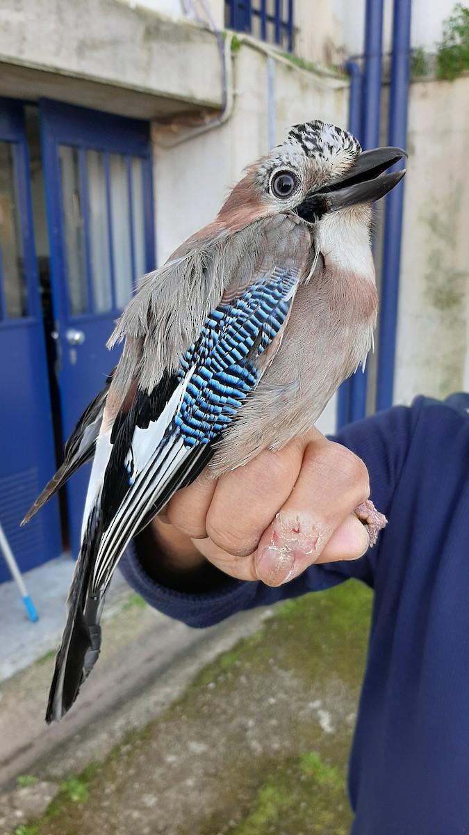 Eurasian Jay - ML630729131