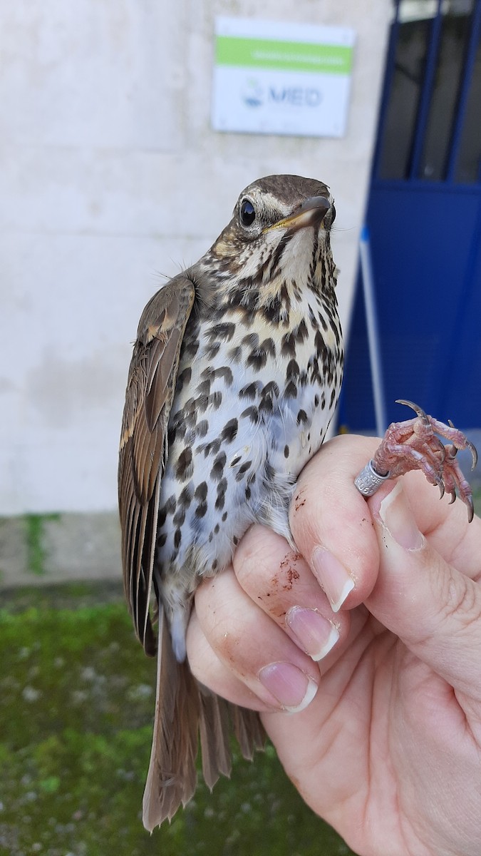 Song Thrush - ML630729142