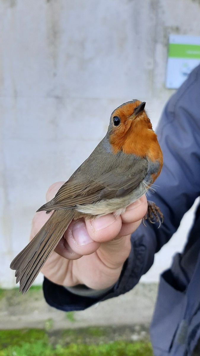 European Robin - ML630729157