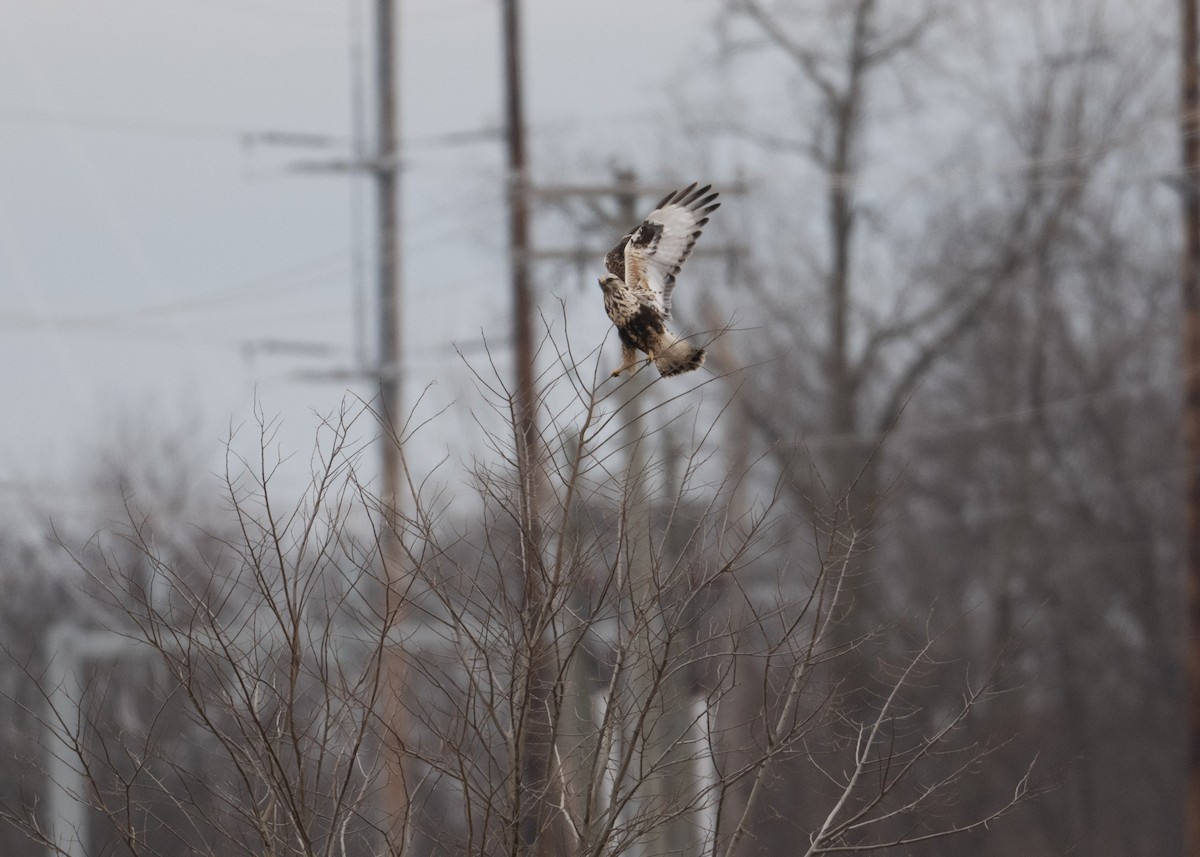 Тарлан сар - ML630729173