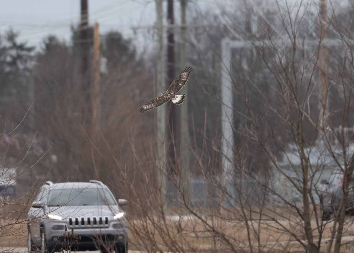 Тарлан сар - ML630729174