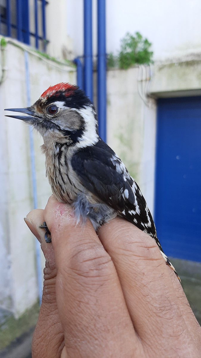 Lesser Spotted Woodpecker - ML630729200