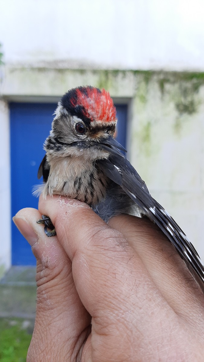 Lesser Spotted Woodpecker - ML630729201