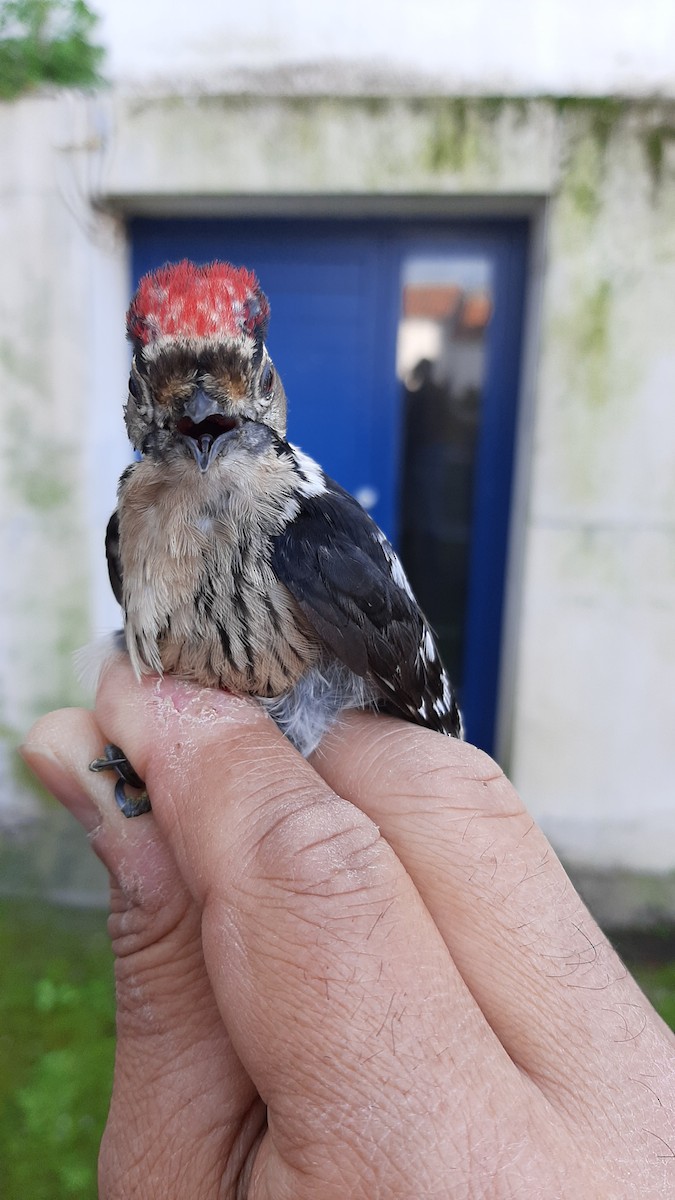 Lesser Spotted Woodpecker - ML630729202
