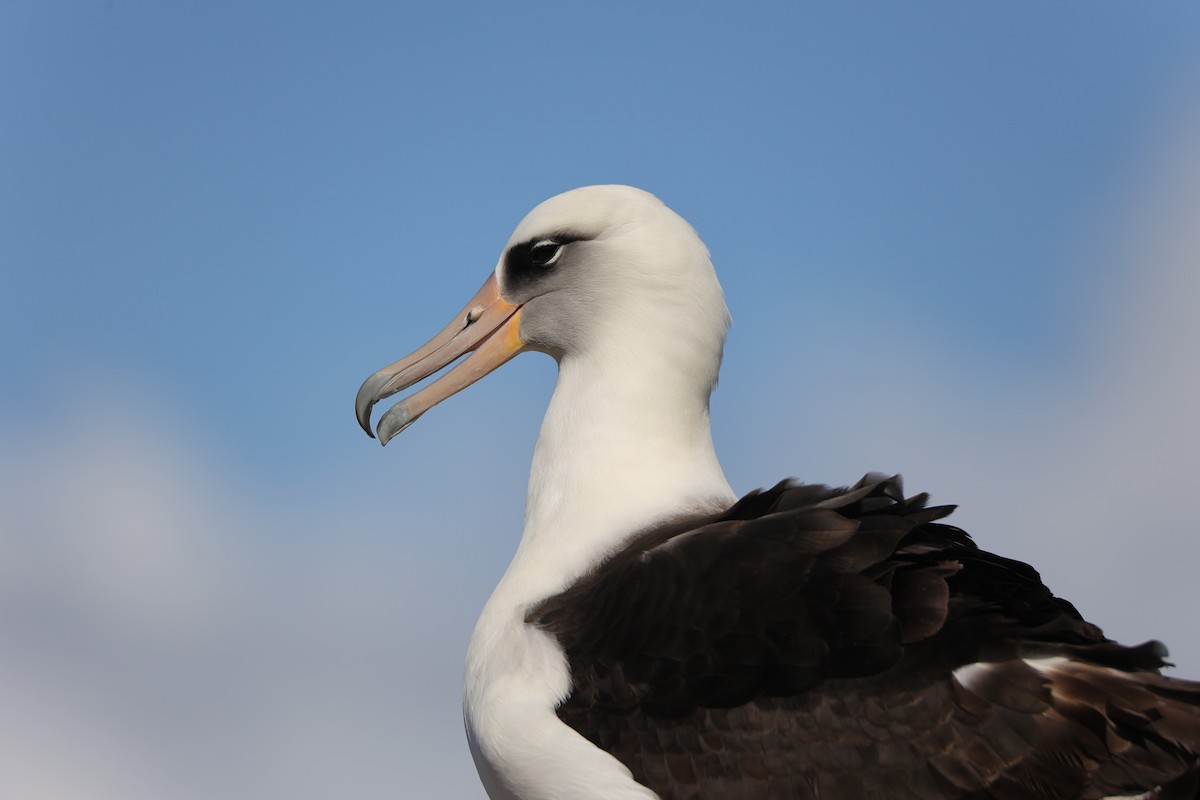 Laysan Albatross - Megan Miller