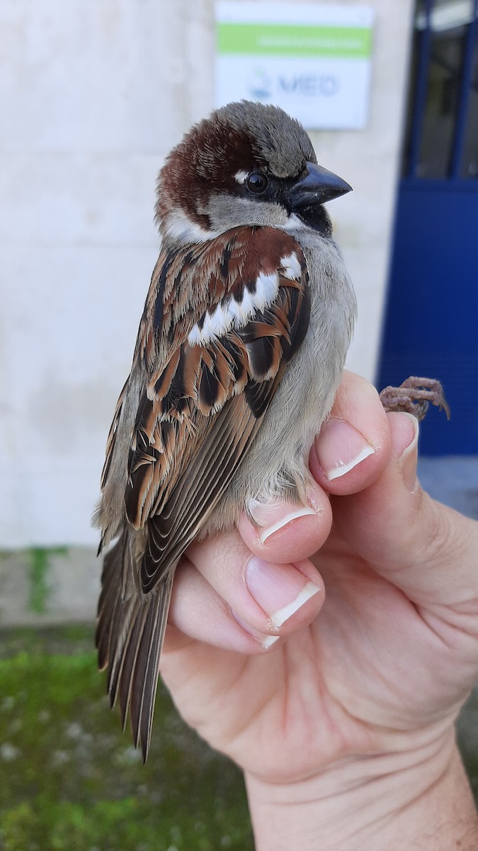 House Sparrow - ML630729218