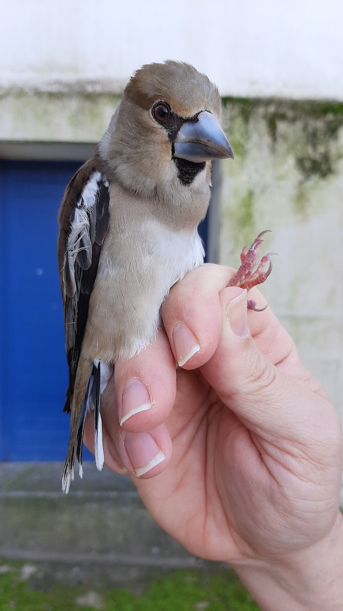 Hawfinch - ML630729250