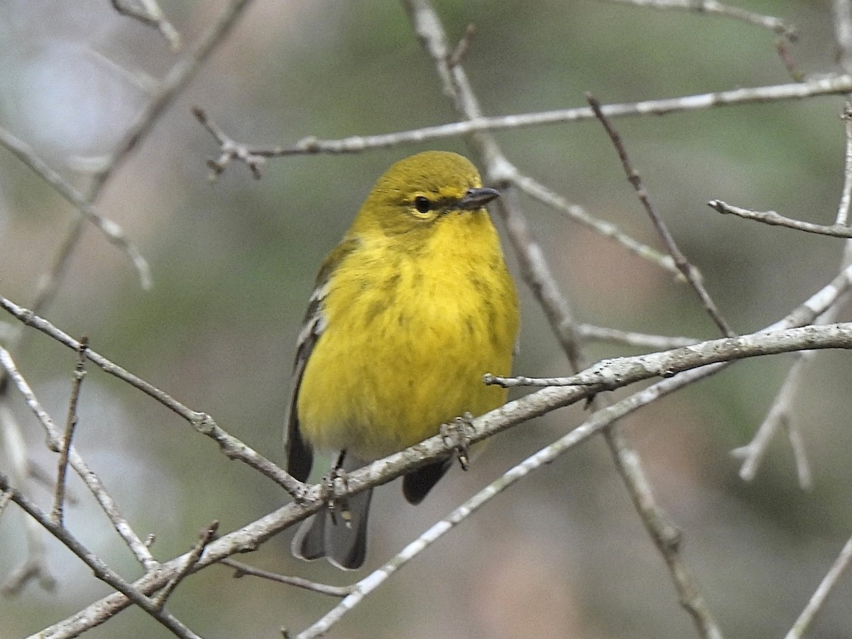 Pine Warbler - ML630729254