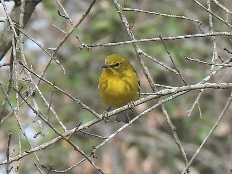 Pine Warbler - ML630729263