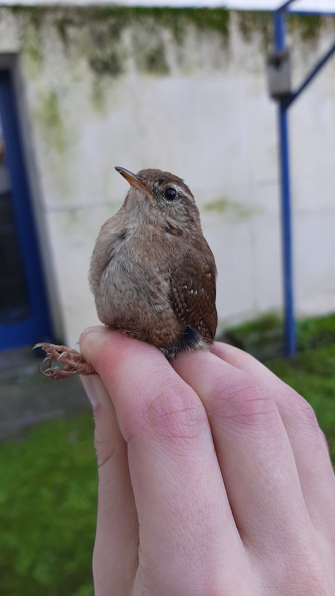 Eurasian Wren - ML630729264