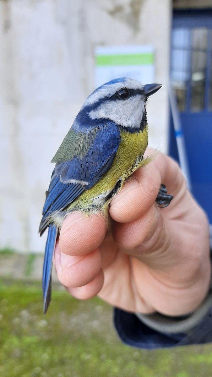 Eurasian Blue Tit - ML630729287