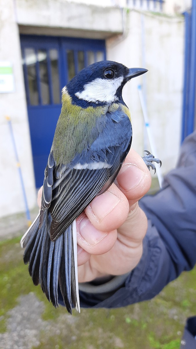 Great Tit - ML630729303