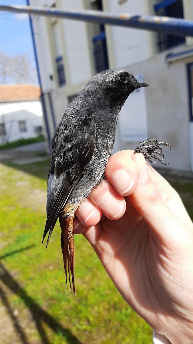 Black Redstart - ML630729334