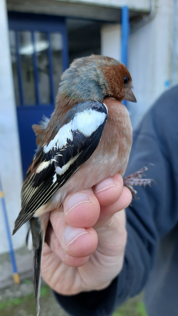 Common Chaffinch - ML630729360