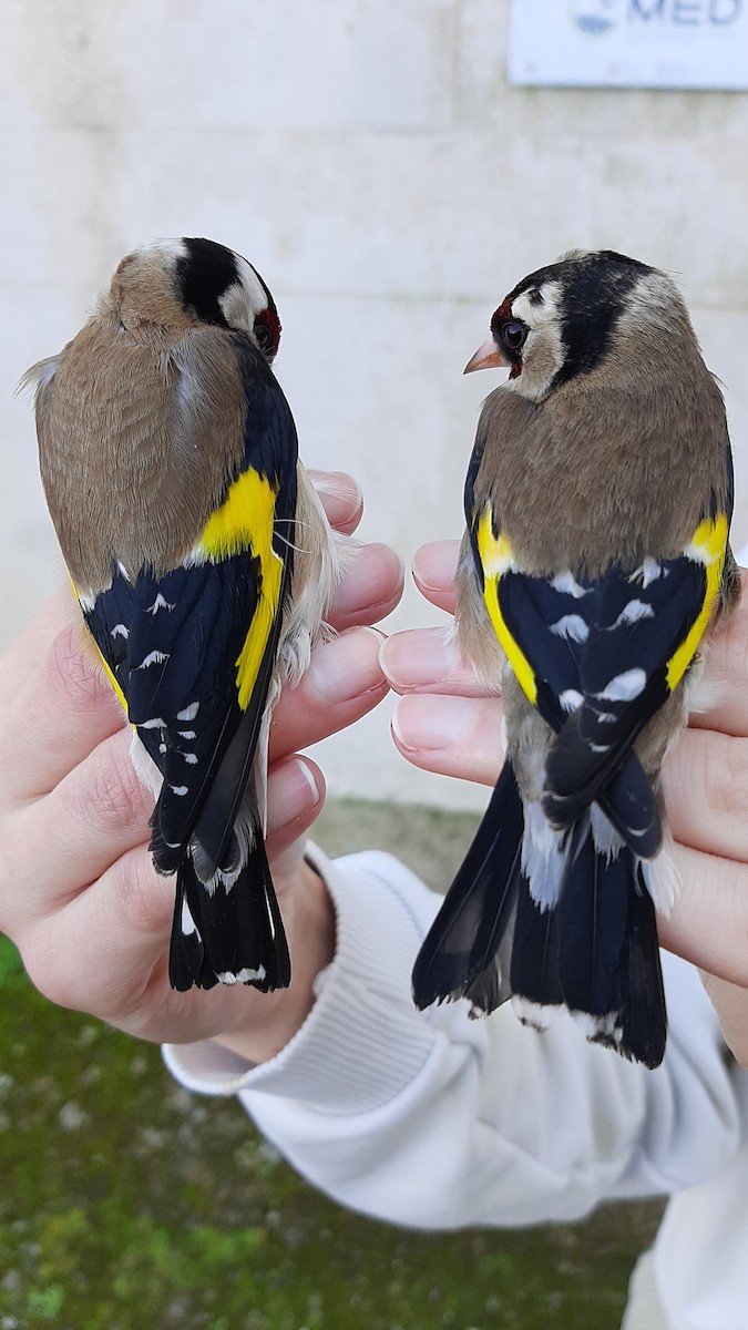European Goldfinch - ML630729384