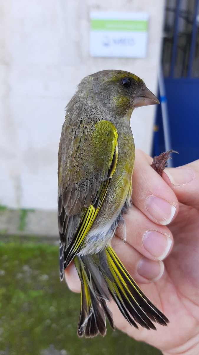 European Greenfinch - ML630729389