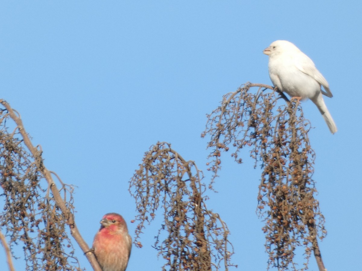 House Finch - ML630729451