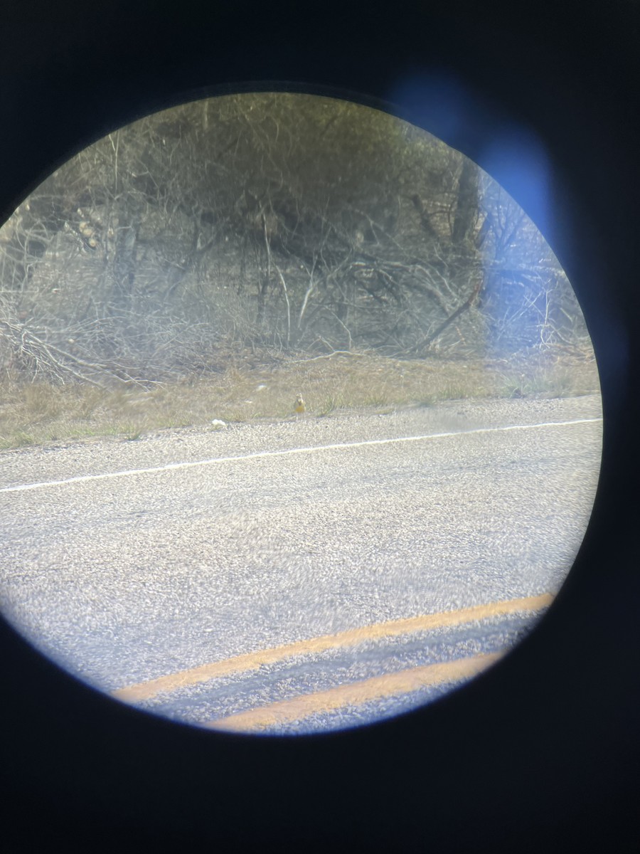 Western Meadowlark - ML630729464